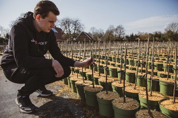 Eine Person kontrolliert junge Baumsetzlinge in einer Baumschule.